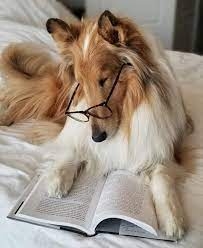 Lassie hazatér